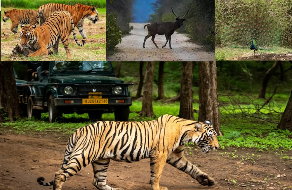 Sariska Safari Tour from Delhi